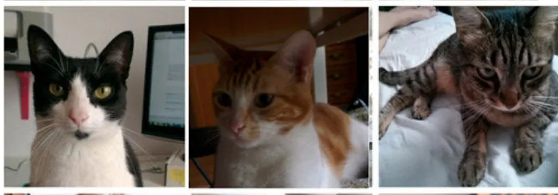 Google photos reconoce a tus mascostas