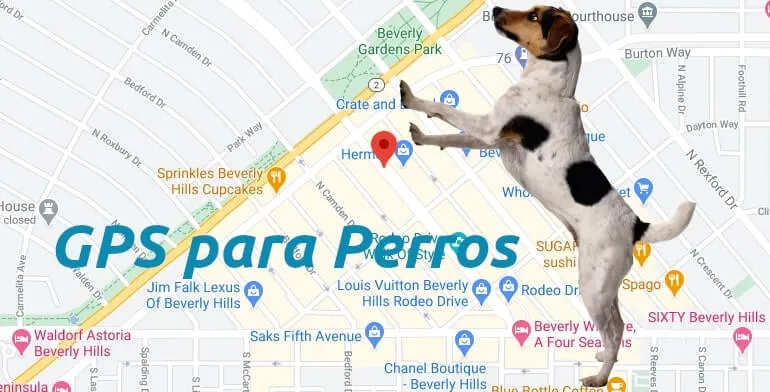 Gps para rastrear tu perro o mascota