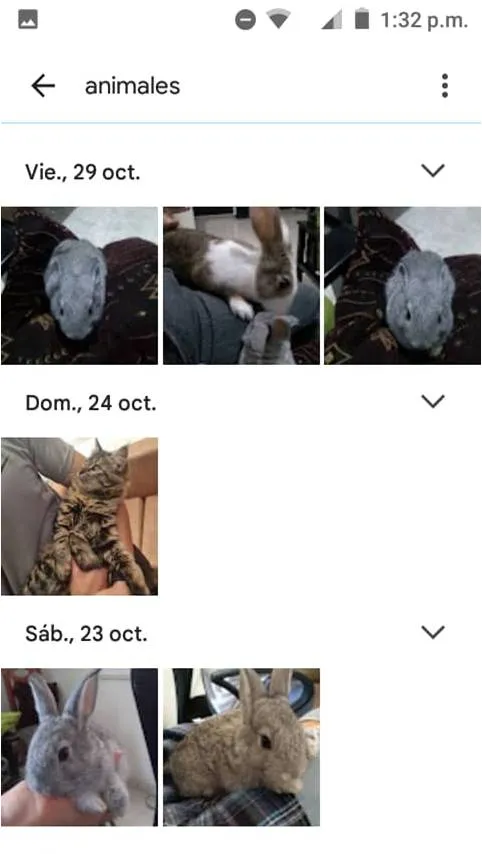 Búsqueda de fotos en la galería